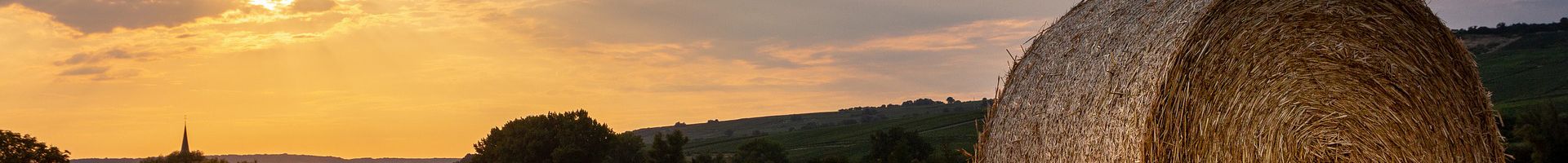 Landschaft Mein Rheinhessen